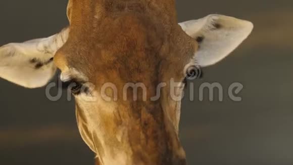 长颈鹿的大头特写有一棵草用舌头舔树枝的叶子大眼睛视频的预览图