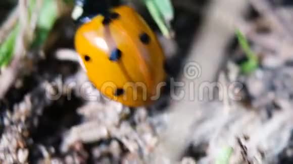 橙色瓢虫爬在草地上特写宏观视频的预览图