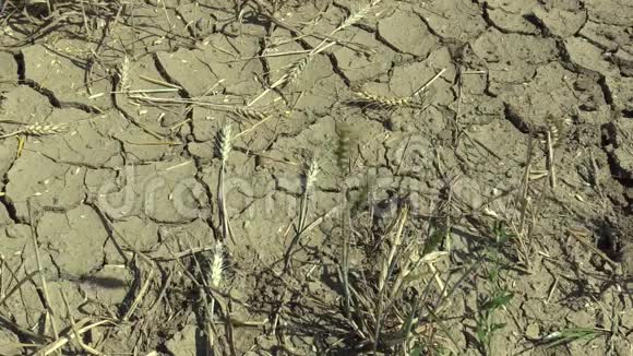 旱地旱地旱地有小麦面食旱地干裂气候变化环境恶劣视频的预览图