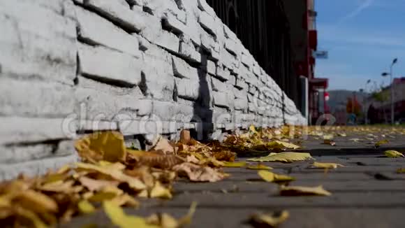 在城市环境中在房屋和天空的背景下树叶从落在沥青上的落在沥青上视频的预览图