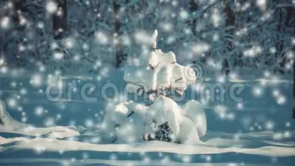 一棵美丽的圣诞树上面覆盖着深蓝色的雪视频的预览图
