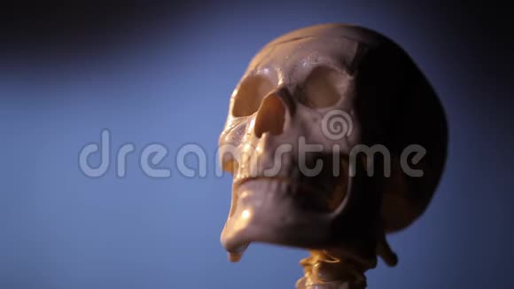 人体骨骼模型视频的预览图