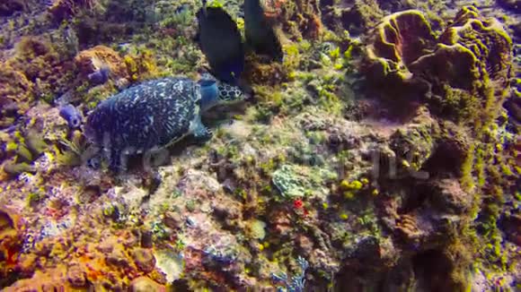 龟被天使鱼包围在科祖梅尔附近水域的珊瑚上觅食视频的预览图