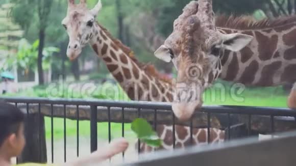 孩子们在动物园用树叶喂长颈鹿媒体美丽可爱的长颈鹿和孩子们一起吃蔬菜视频的预览图