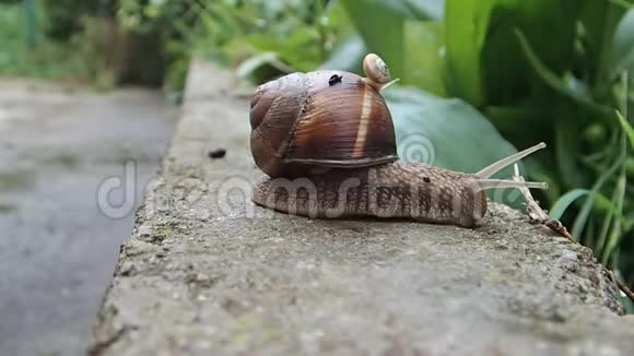 大棕色贝壳花园蜗牛散步视频的预览图