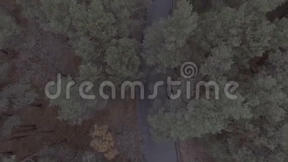 飞过森林公园松树飞过树梢视频的预览图