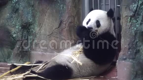 熊猫在动物园吃竹子媒体胖乎乎的熊猫懒洋洋地坐着高兴地吃着竹茎牙齿很结实视频的预览图