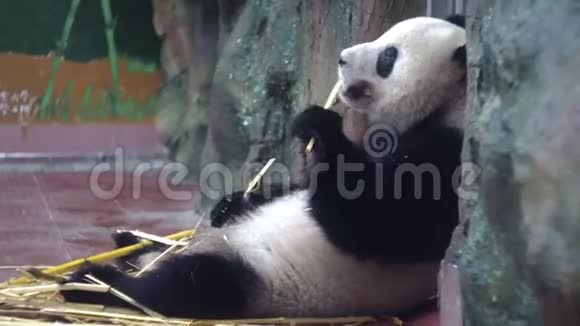 熊猫在动物园吃竹子媒体胖乎乎的熊猫懒洋洋地坐着高兴地吃着竹茎牙齿很结实视频的预览图