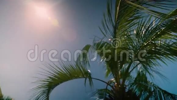 阳光透过椰子树照射背景天空反射视频的预览图
