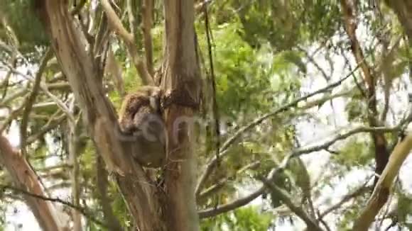 考拉睡在澳大利亚一棵树的裆部视频的预览图