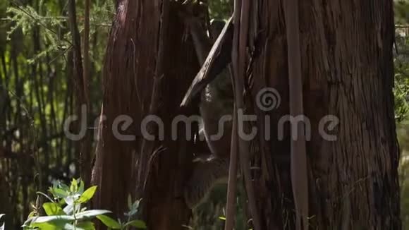 澳大利亚Sharps野营区的一棵树上爬着一只小考拉视频的预览图