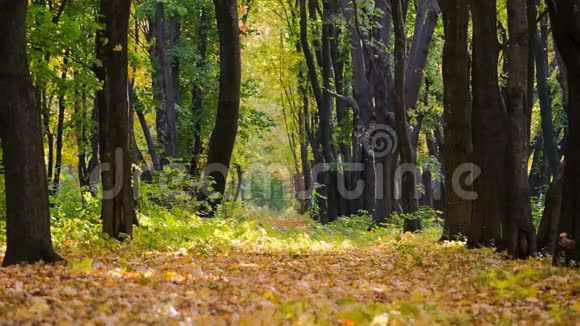 秋天林中落叶的小巷视频的预览图