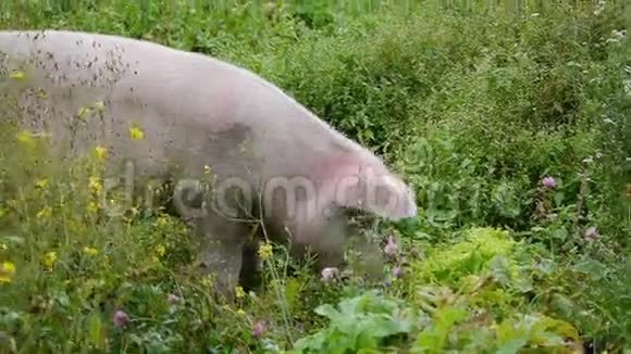 猪吃草视频的预览图
