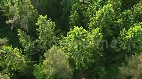 森林的空中景色视频的预览图