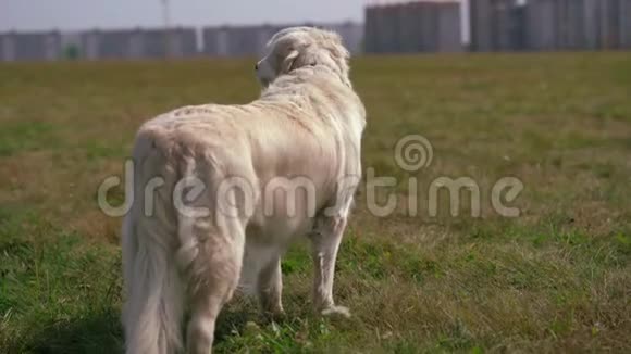 宠物的快乐生活一只美丽的金毛猎犬站在城市附近的田野里视频的预览图