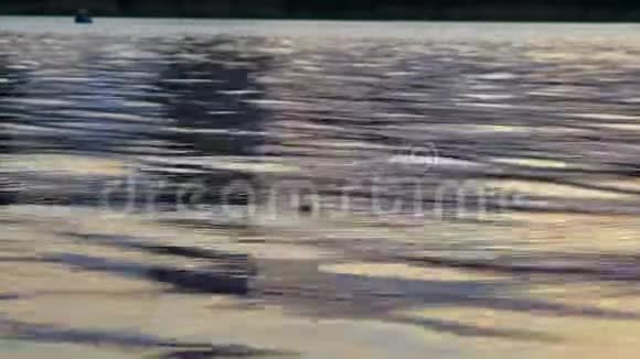 特写镜头小鱼在日落时分玩着花从树上掉进河里视频的预览图