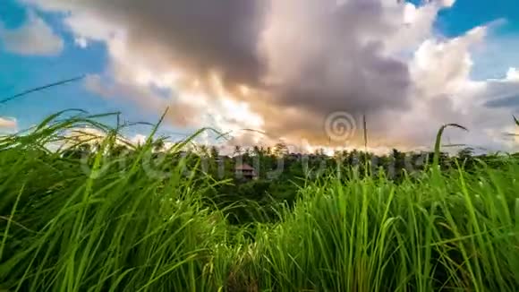 在印度尼西亚巴厘岛的乌布德日落时清新的露水绿色草地和云层时间流逝视频的预览图
