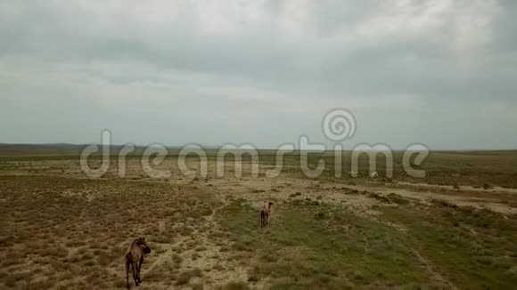 哈萨克斯坦干旱草原背景下两头驼背奔跑的野生骆驼视频的预览图