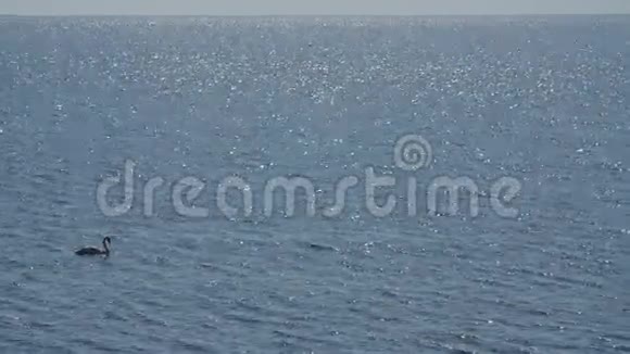 天鹅在海水中游泳视频的预览图