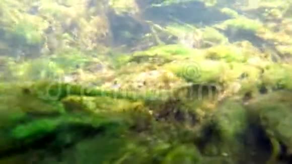 一条被污染的小溪在水下拍摄视频的预览图