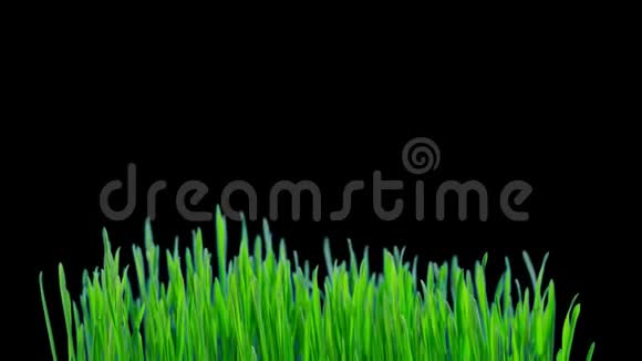 生长着绿色的小麦芽随着通道的时间推移视频的预览图