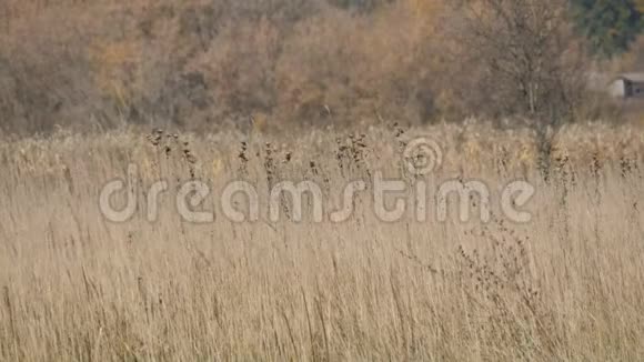 深秋干燥的灰色草原草视频的预览图