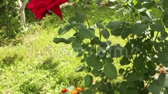 花园里有两朵红玫瑰视频的预览图