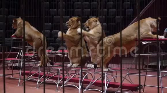 马戏团里的老虎安排演出视频的预览图