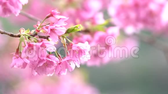粉色樱花樱花日本开花樱花上樱花树樱花花是日本的代表视频的预览图