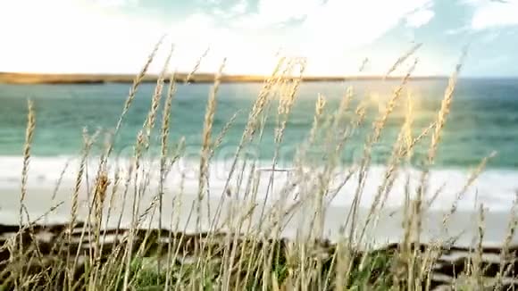 马尔维纳斯群岛海滩视频的预览图