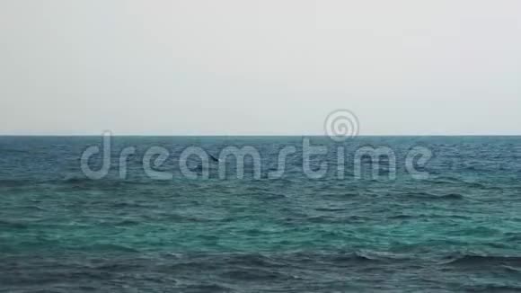几只旋转海豚游得很快跳出水面斯里兰卡视频的预览图