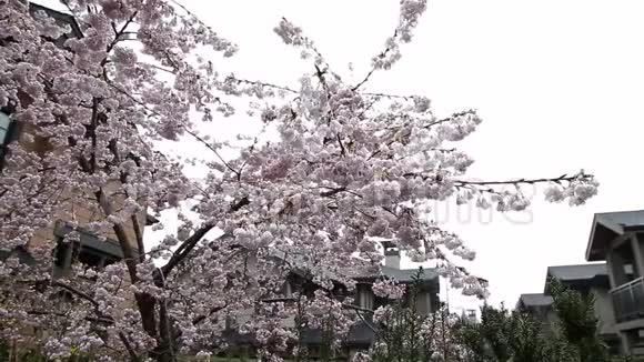 雨落在新开的樱花上视频的预览图