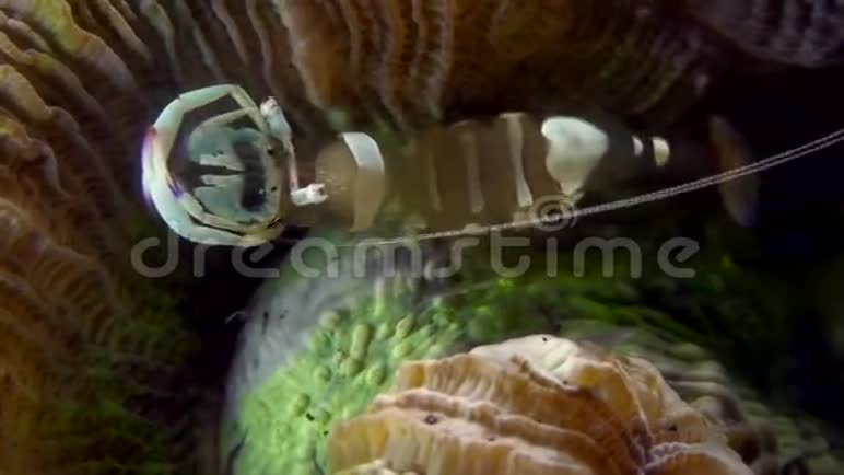 美丽的虾子在印度尼西亚的鱼视频的预览图