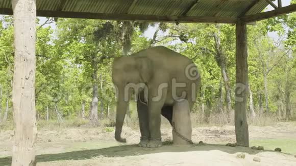 小象被拴在尼泊尔国家公园奇旺的农场里视频的预览图