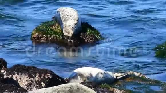 海豹用波浪停留在岩石上视频的预览图