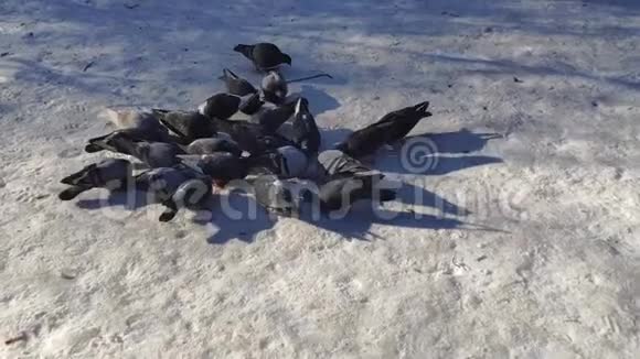 鸽子为食物而战的视频背景鸟类在大自然中鸽子群的视频视频的预览图