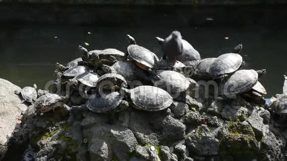 龟龟对池塘石材装饰设计的研究视频的预览图