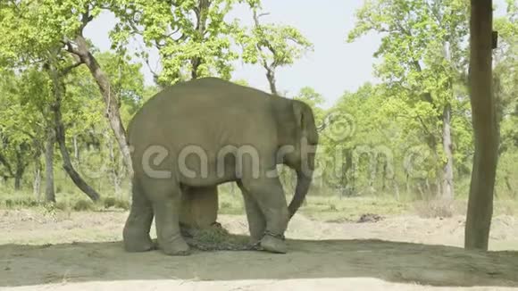 小象被拴在尼泊尔国家公园奇旺的农场里视频的预览图