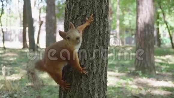 松鼠在茂密的森林里奔跑视频的预览图