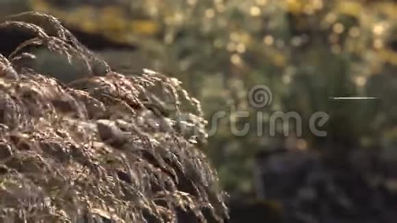 观赏草喷泉草在风中飞舞蚂蚁细蜘蛛纱视频的预览图