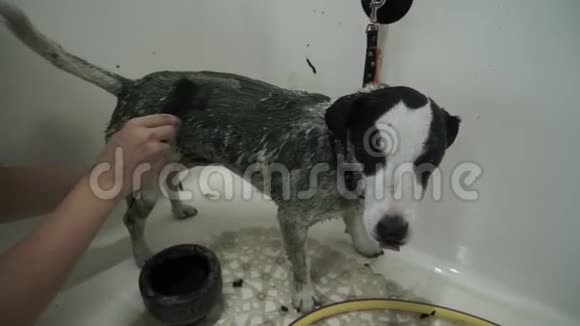 宠物在被清洗时静静地站着视频的预览图