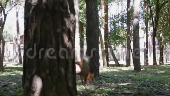 松鼠在茂密的森林里奔跑视频的预览图