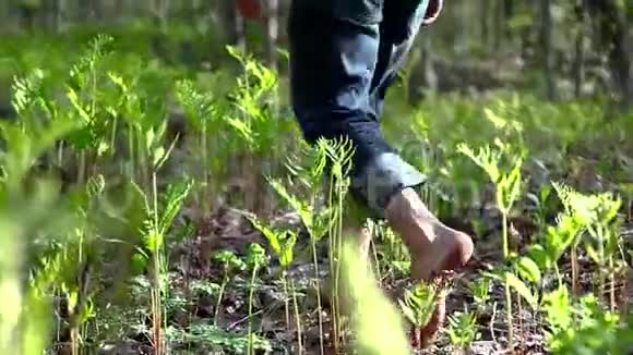 穿过蕨类植物和触摸蕨类植物的人视频的预览图