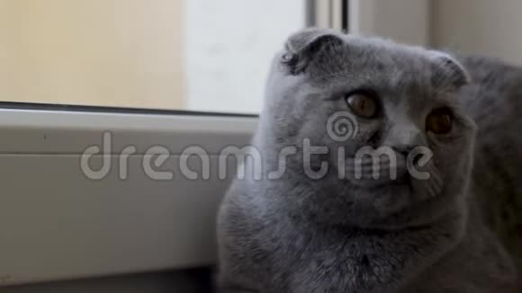 灰色的苏格兰猫在不同的方向扭动他的头视频的预览图