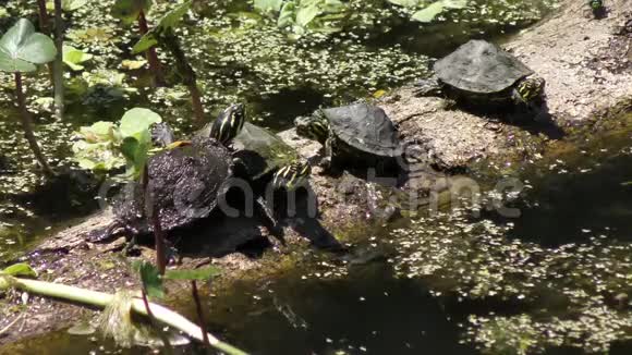 佛罗里达海龟在原木上晒太阳视频的预览图