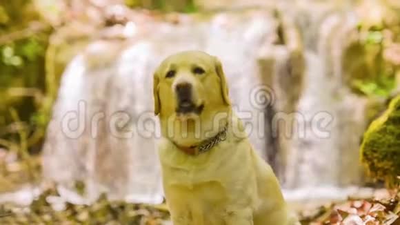 拉布拉多狗肖像站在瀑布前视频的预览图