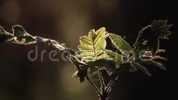 藤本植物生长在野生森林中的小杨梅树阳光透过绿叶照耀视频的预览图