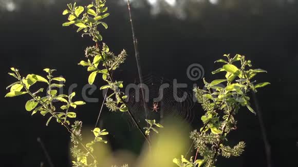 树枝上的蜘蛛网蚊子飞来飞去视频的预览图