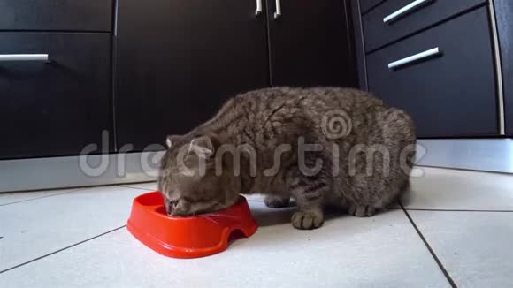饥饿的苏格兰猫在厨房里吃食物视频的预览图