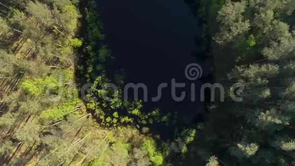 无人驾驶飞机在小森林湖上拍摄的空中镜头上面有水中树木的倒影视频的预览图